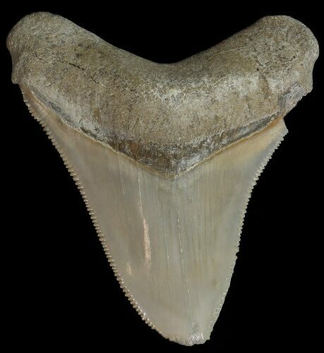 Serrated,  Bone Valley Megalodon Tooth - Florida #70555